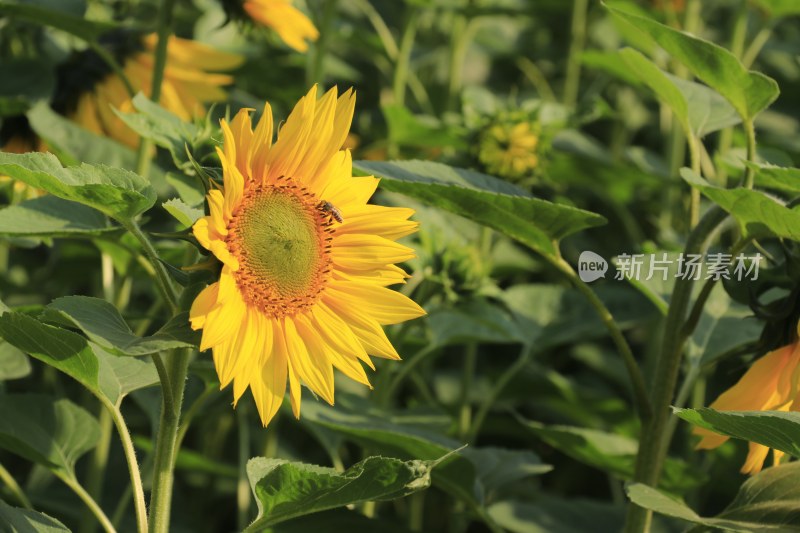 向日葵花 蜜峰采蜜向日葵