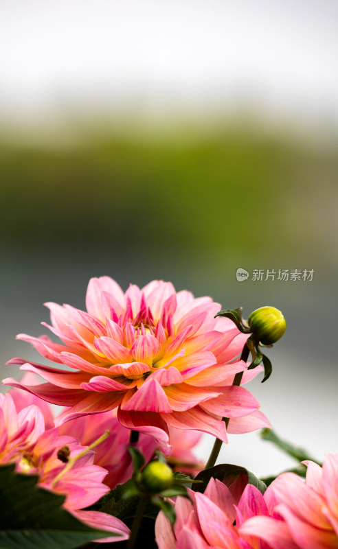 上海植物园牡丹花开花开富贵