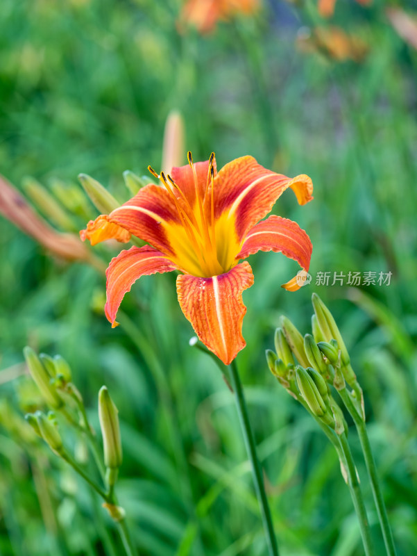 春天的黄花菜花金针菜花萱草花