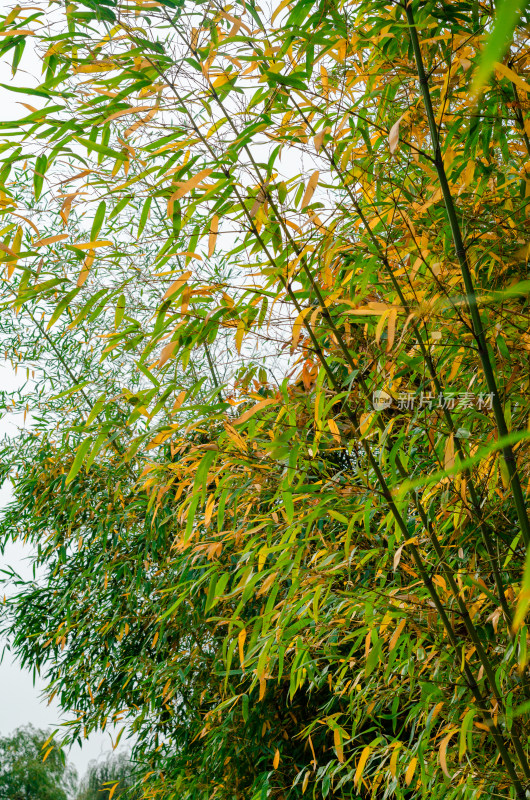 秋天的一片竹林