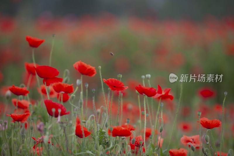 虞美人秋英花 花海 蜜蜂