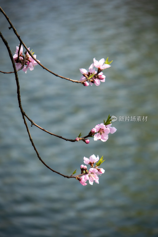 春天湖边湖面上绽放的粉红色桃花