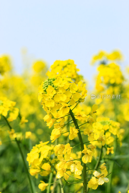 金灿灿的油菜花特写