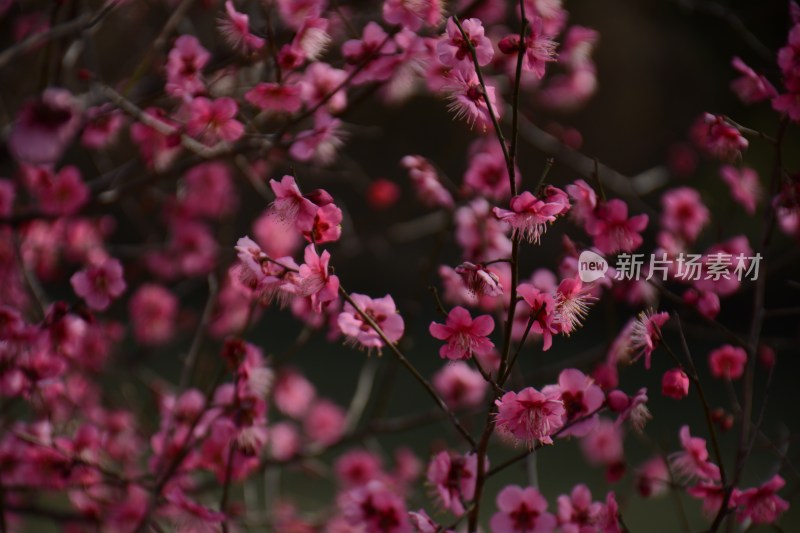 春天红色的梅花