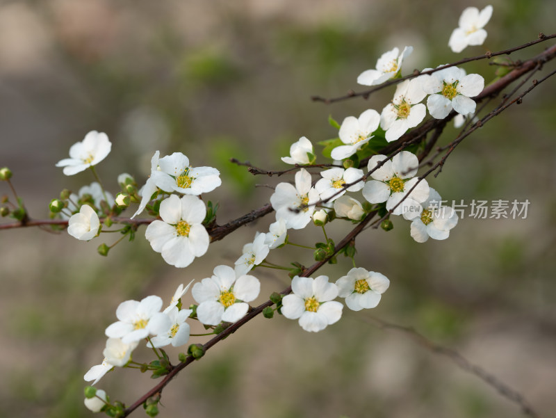 春天的绣线菊小白花特写