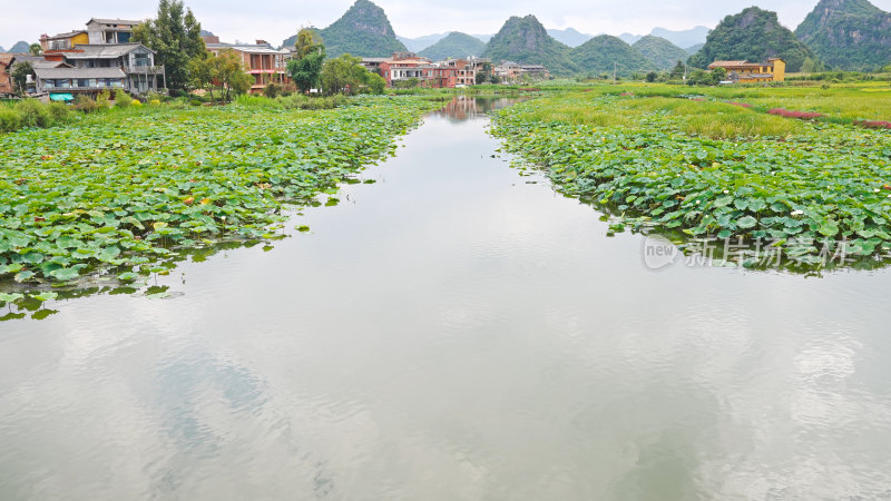 云南普者黑湿地公园荷花世界