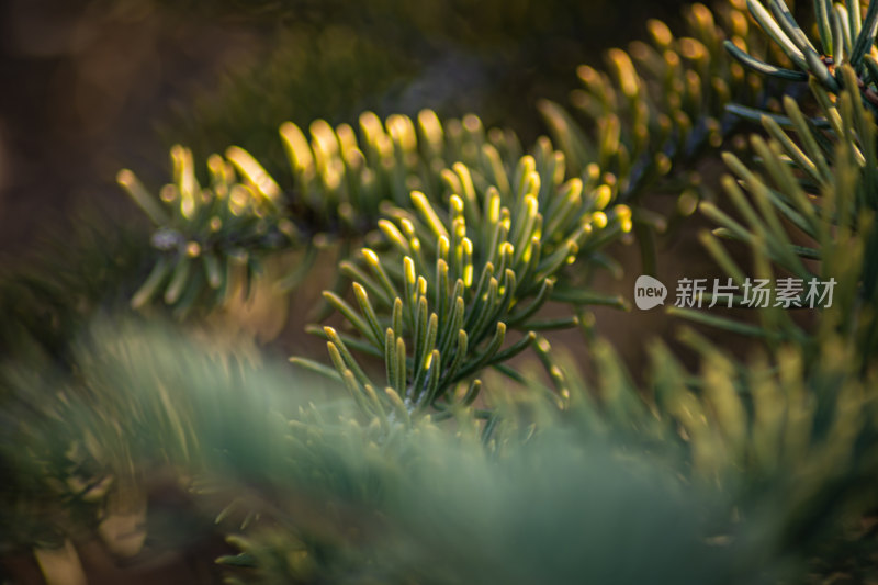 阳光下的松树枝特写镜头