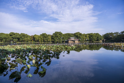 杭州西湖风景区曲院风荷风景