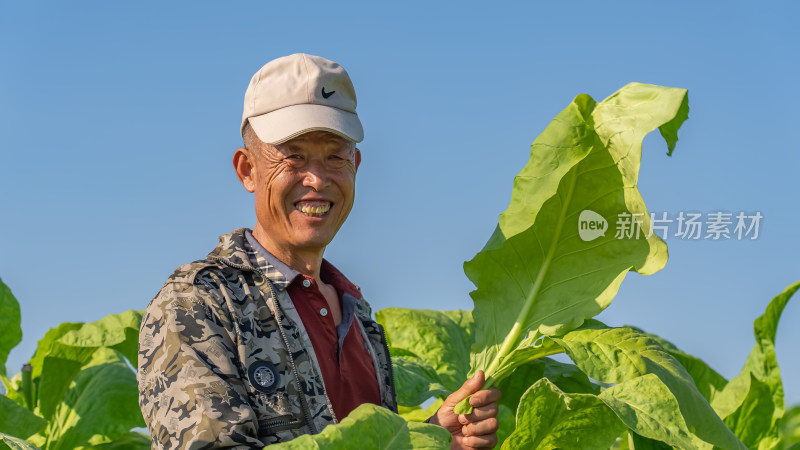 烟叶采收烘烤烟草生产现代农业农民务工