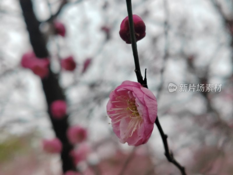 盛开的粉色梅花特写