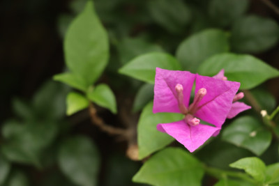 立秋宁静叶子花