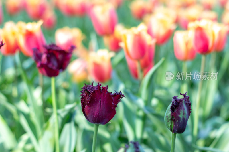 杭州太子湾多彩郁金香花海景观