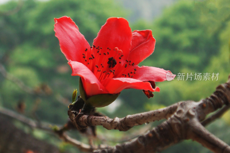 红色木棉花特写