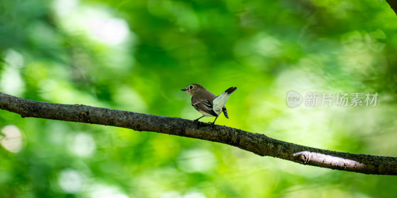 红喉姫鹟（Ficedula parva）