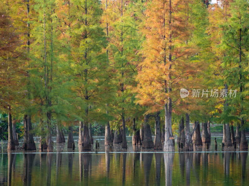 秋天湖边的树