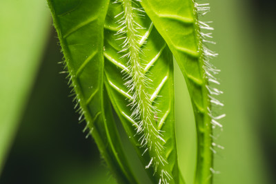 生长的植物叶子