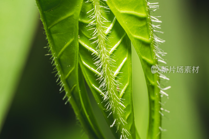 生长的植物叶子