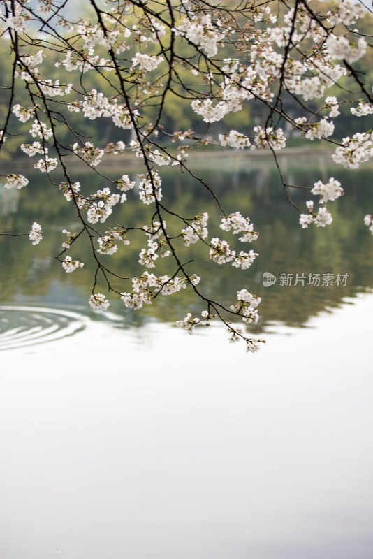 春天盛开的樱花特写