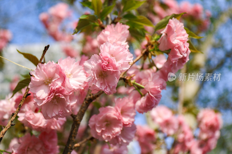 春天赏花重瓣晚樱