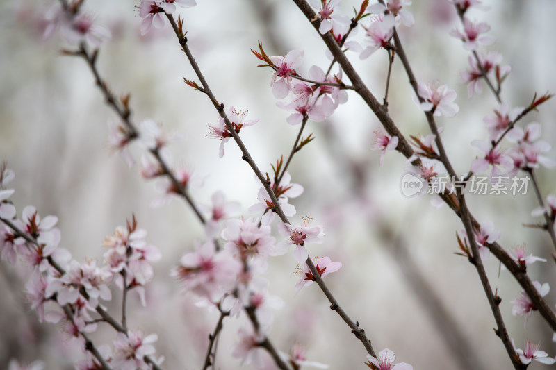 桃树桃花桃树林