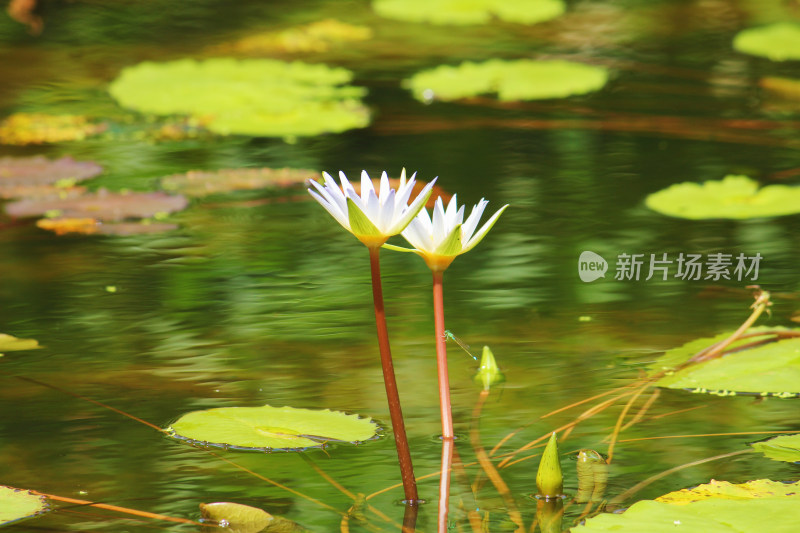 水中盛开的莲花