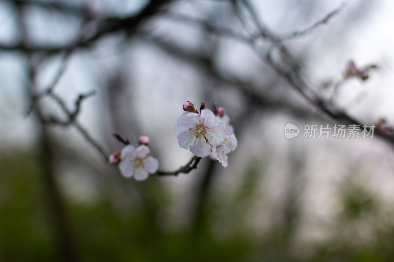 杭州白塔公园的樱花特写素材