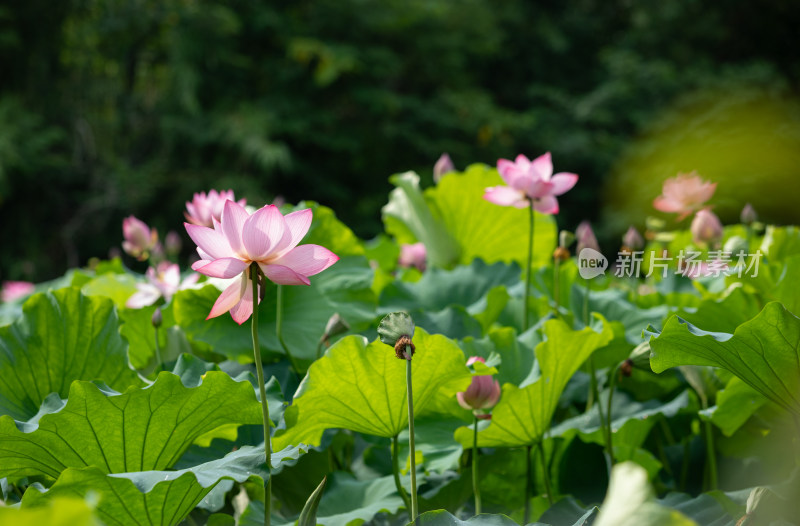 池塘里清新自然荷花