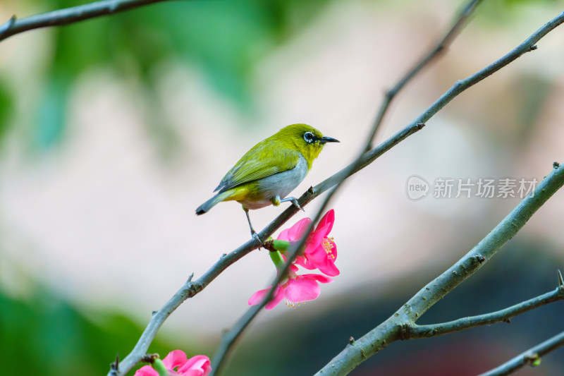 吃花蜜的灰腹绣眼鸟