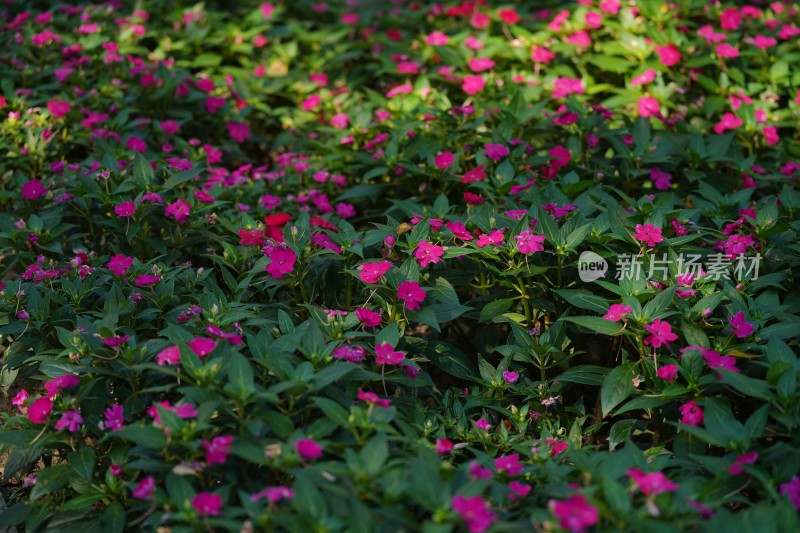 园林花卉素材——新几内亚凤仙花