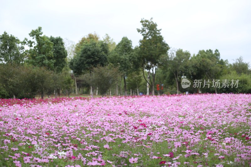 花草 绿地 城市风光 故乡