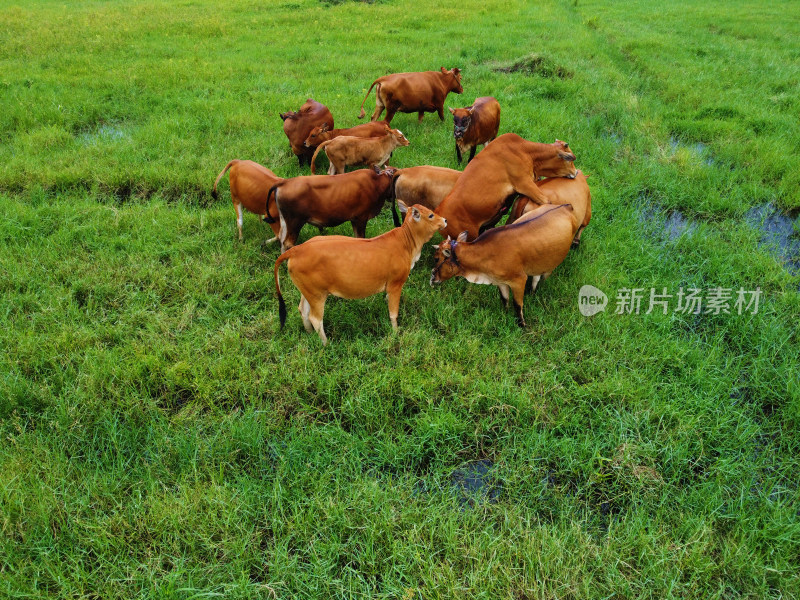 牧场草地上散养黄牛牛群的俯拍景象