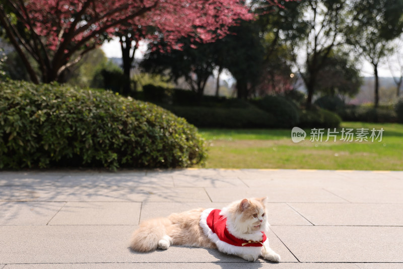 一只在红色梅花树下的乳白英国长毛猫