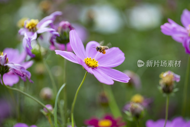 春天里盛开的格桑花