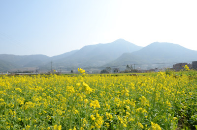 春天盛开的油菜花田