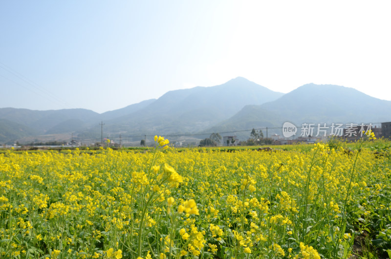 春天盛开的油菜花田