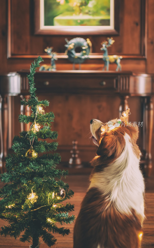 室内一只圣诞节装扮的可爱牧羊犬