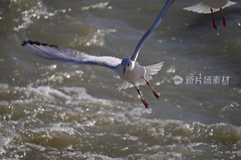 红嘴海鸥