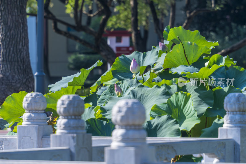 武汉武昌区紫阳公园风景