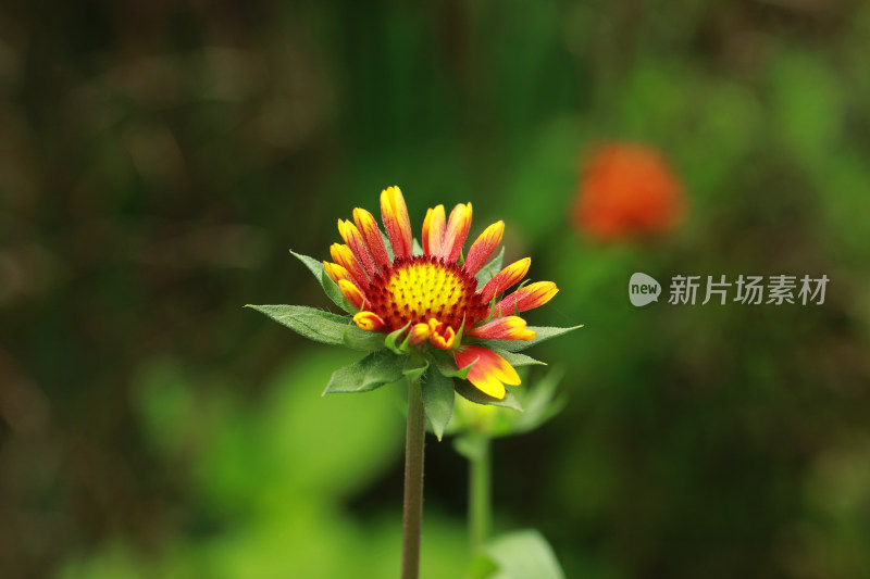 百日菊野花特写