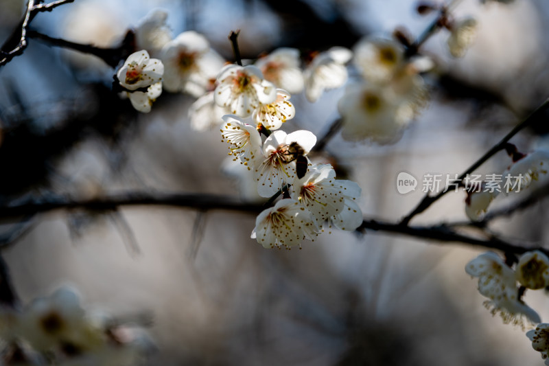 梅花上有蜜蜂