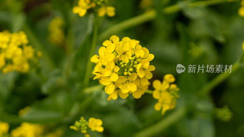 油菜花特写照片