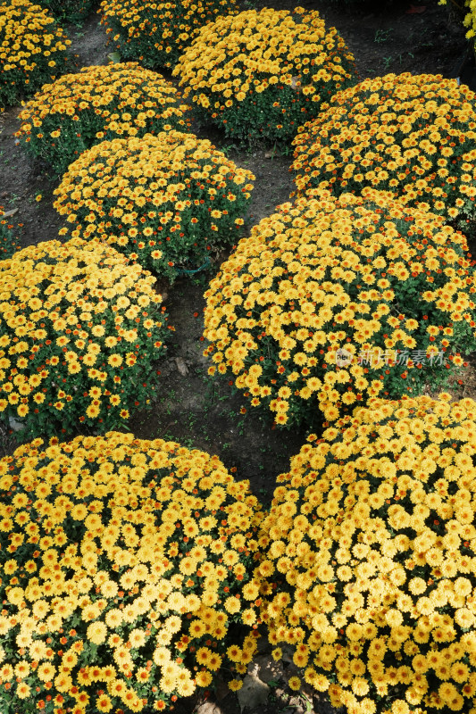 北京国家植物园菊花展