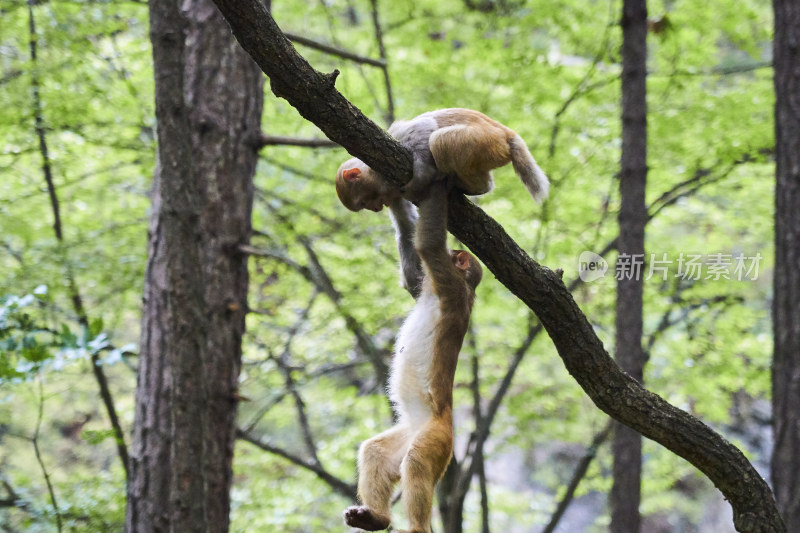 山西沁源猕猴