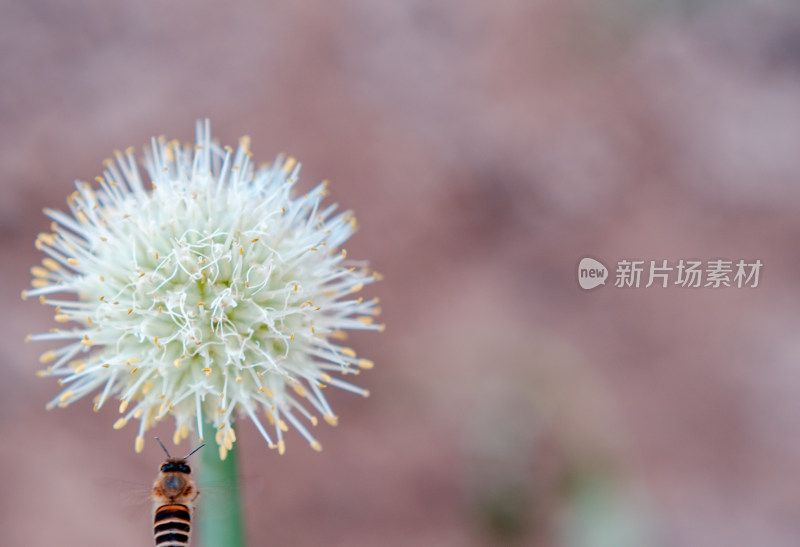 菜园中葱花葱头和蜜蜂特写