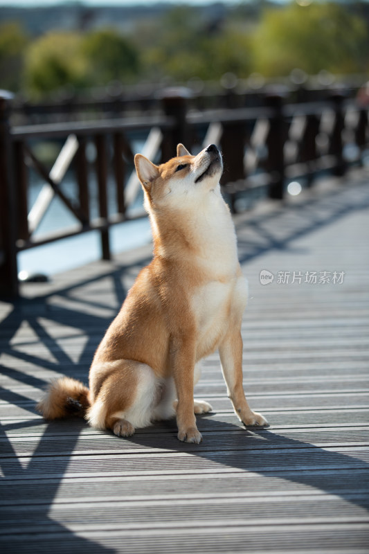 一只正在讨食的可爱柴犬