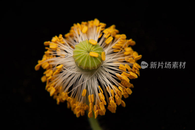 漂亮的花朵虞美人特写