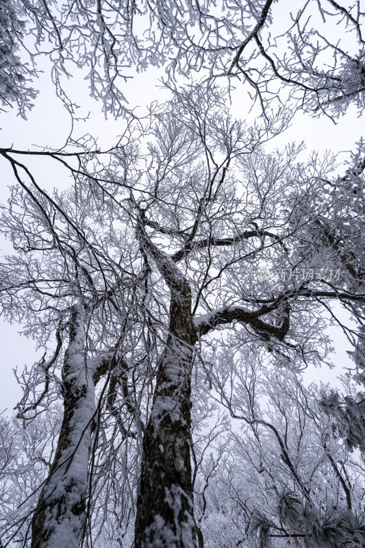 老君山下雪大山森林雾凇景观