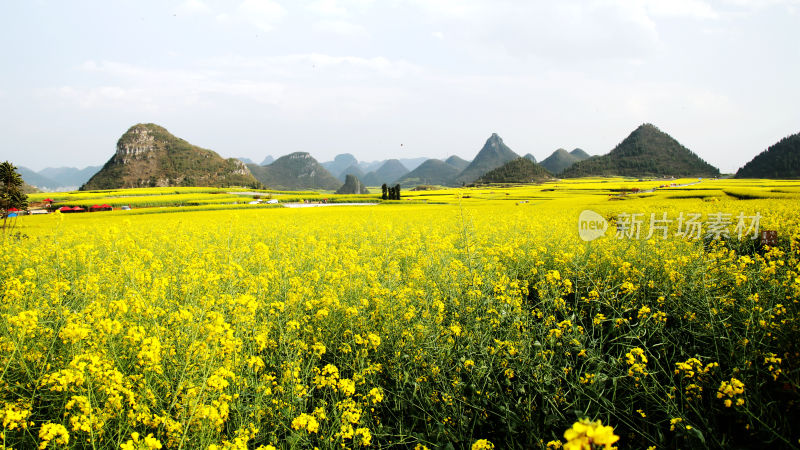 油菜花海