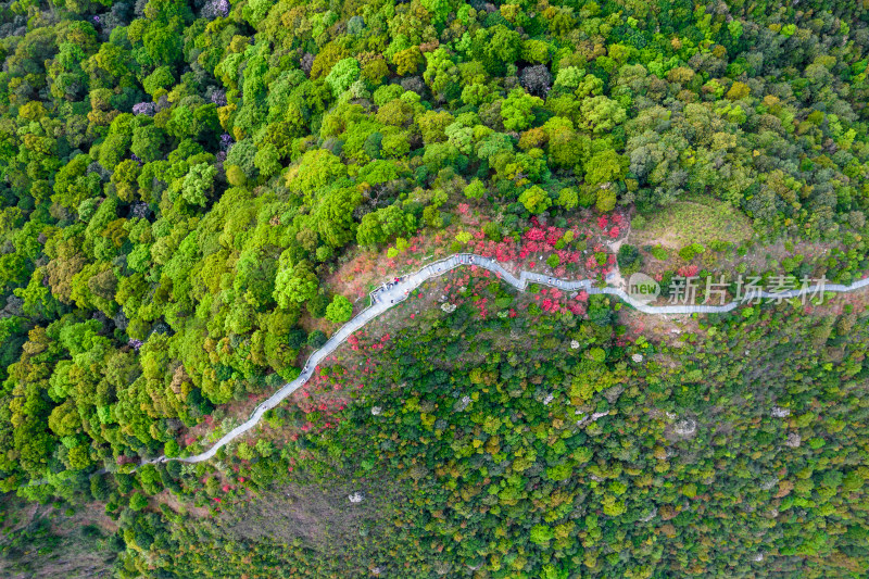 深圳梧桐山