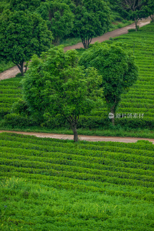 春天的长沙乌山茶场航拍